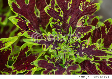 コリウス スーパーダックフット コリウス スーパーダックフット 56938453