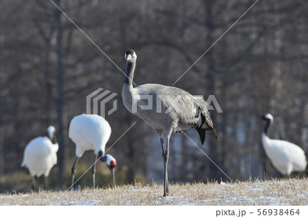 迷鳥クロヅル 迷鳥クロヅル 56938464