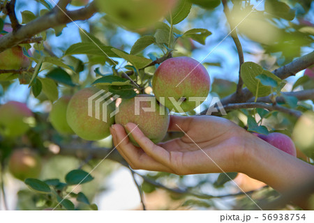 Woman hand picking fresh apple in morning orchard. 56938754