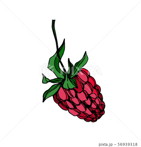 Vector Raspberry healthy food fresh berry isolated element. Black and white engraved ink art. Vector Raspberry healthy food fresh berry isolated element. Black and white engraved ink art. 56939318