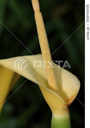 サトイモの花 56940006