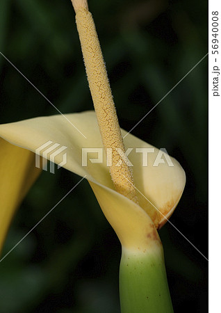 サトイモの花 56940008