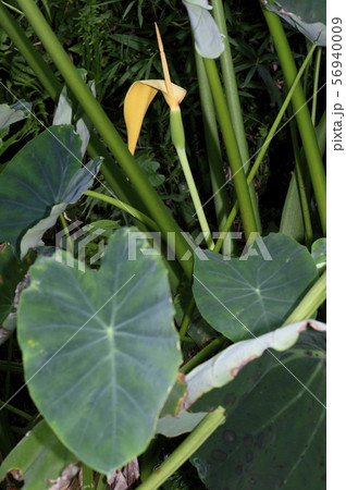 サトイモの花 56940009