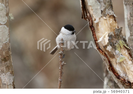 ハシブトガラ ハシブトガラ 56940371