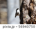 ハシブトガラ 56940750