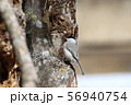 ハシブトガラ 56940754
