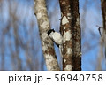 ハシブトガラ 56940758