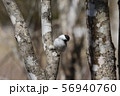 ハシブトガラ 56940760