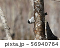 ハシブトガラ 56940764