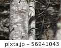 キバシリ 56941043