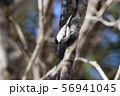 ハシブトガラ 56941045
