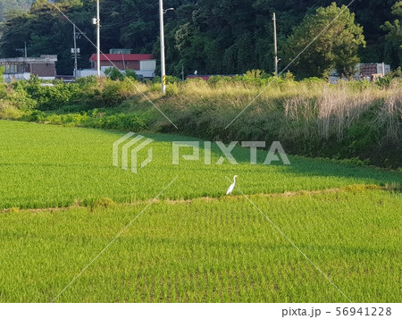 ノン 白鷺 田舎 56941228