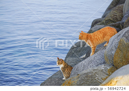 島のねこ7 56942724