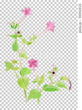 Mirabilis jalapa Mirabilis jalapa 56942818