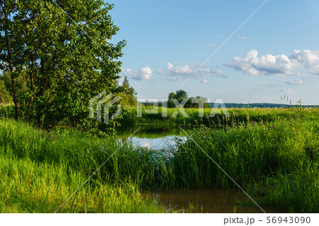 a small lake among the grass in the river delta a small lake among the grass in the river delta 56943090