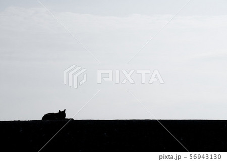 島のねこ11 56943130