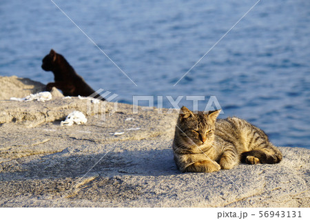 島のねこ12 島のねこ12 56943131