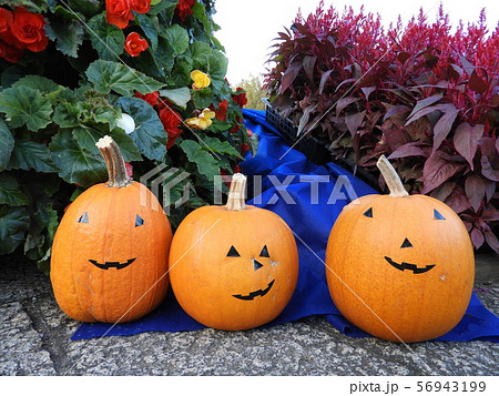 ハロウィン1 ハロウィン1 56943199