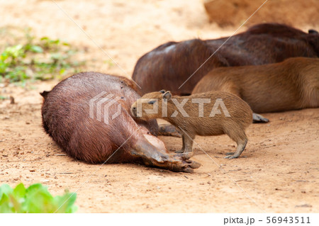 Capybara, Hydrochoerus hydrochaeris, the largest 56943511