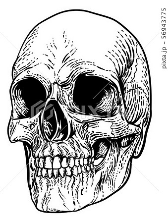 Skull Grim Reaper Vintage Woodcut Illustration 56943775