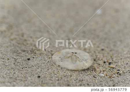 ミナミヨツアナカシパン (海岸漂着物) ミナミヨツアナカシパン (海岸漂着物) 56943779