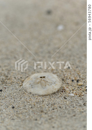 ミナミヨツアナカシパン（海岸漂着物） 56943780