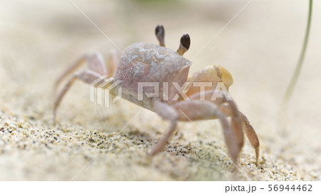 奄美大島のスナガニ属 56944462