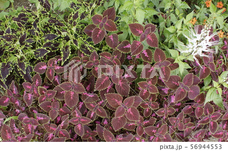 コリウス　観葉植物 56944553