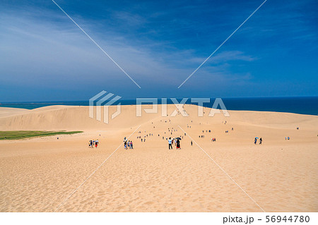 《鳥取県》夏の鳥取砂丘・自然風景 56944780