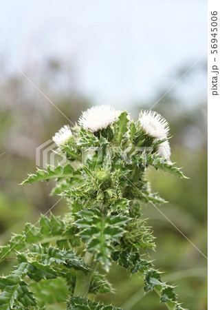 シマアザミ（キク科） 56945006