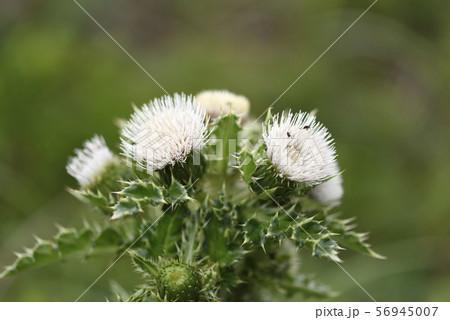 シマアザミ(キク科) シマアザミ(キク科) 56945007