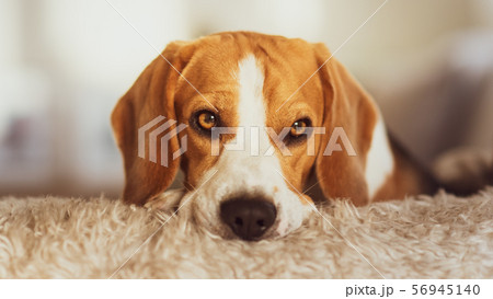 Beagle dog portrait on a couch Beagle dog portrait on a couch 56945140