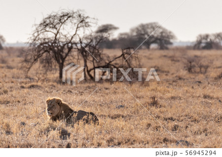 Male lion resting on a plain Male lion resting on a plain 56945294