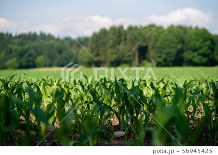 Rows of young corn growing on a field 56945425