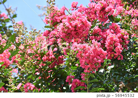 サルスベリの花 56945532