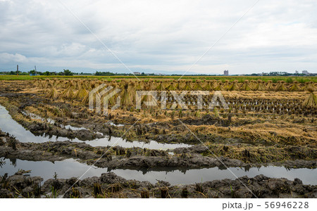 rice harvest rice harvest 56946228
