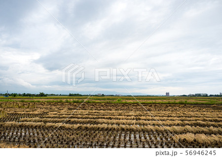 rice harvest 56946245