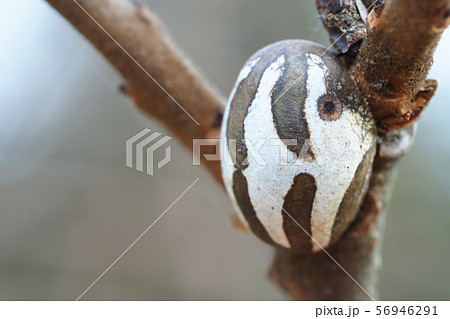 イラガの繭 56946291