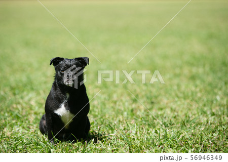 拗ねている犬の写真素材