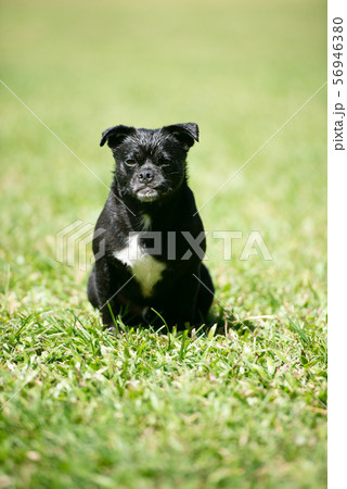 拗ねる犬の写真素材