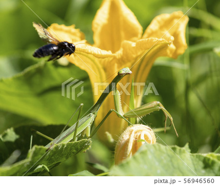 カマキリ 56946560