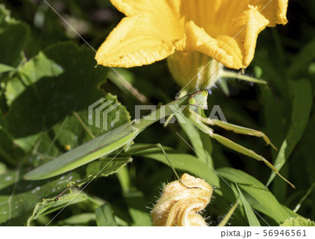 カマキリ 56946561