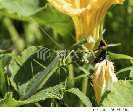 カマキリ 56946566