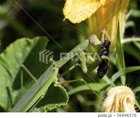 カマキリ 56946570