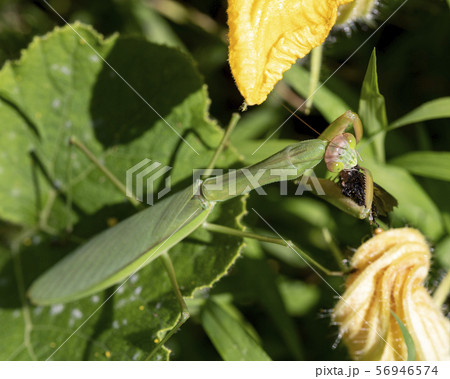 カマキリ 56946574