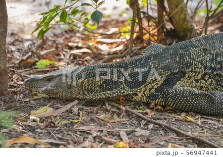 ルンピニー公園のミズオオトカゲ 56947441