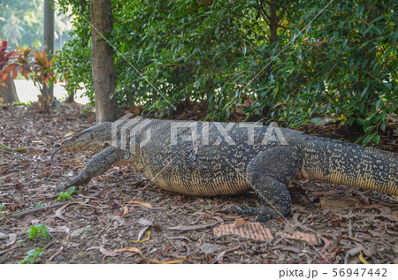 ルンピニー公園のミズオオトカゲ 56947442