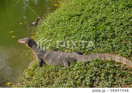 ルンピニー公園のミズオオトカゲ 56947448
