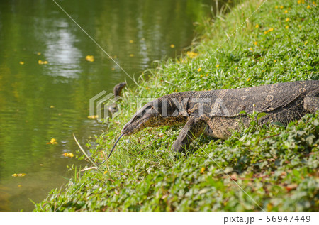 ルンピニー公園のミズオオトカゲ 56947449