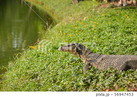 ルンピニー公園のミズオオトカゲ ルンピニー公園のミズオオトカゲ 56947453